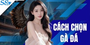 Cách Chọn Gà Đá Bách Chiến Bách Thắng Dành Cho Sư Kê