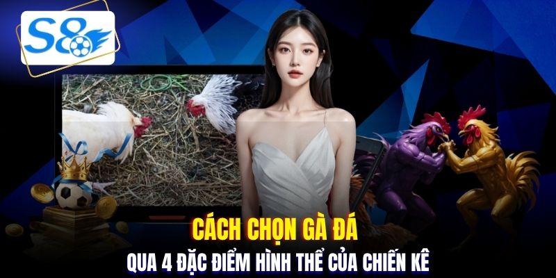 Cách chọn gà đá qua 4 đặc điểm hình thể của chiến kê