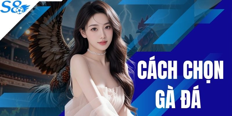 Cách Chọn Gà Đá Bách Chiến Bách Thắng Dành Cho Sư Kê