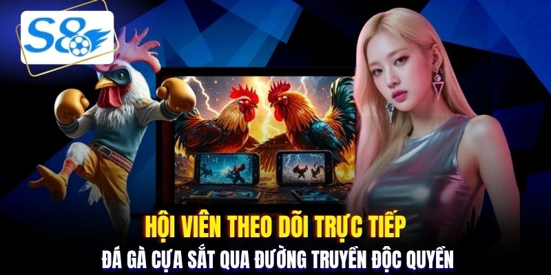 Hội viên theo dõi trực tiếp đá gà cựa sắt qua đường truyền độc quyền