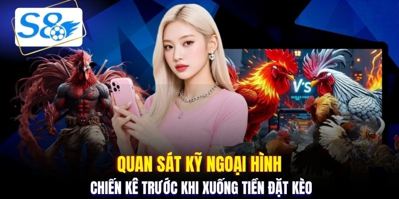 Quan sát kỹ ngoại hình chiến kê trước khi xuống tiền đặt kèo